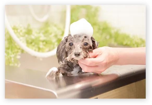 酵素ジャグジーで最高の癒し