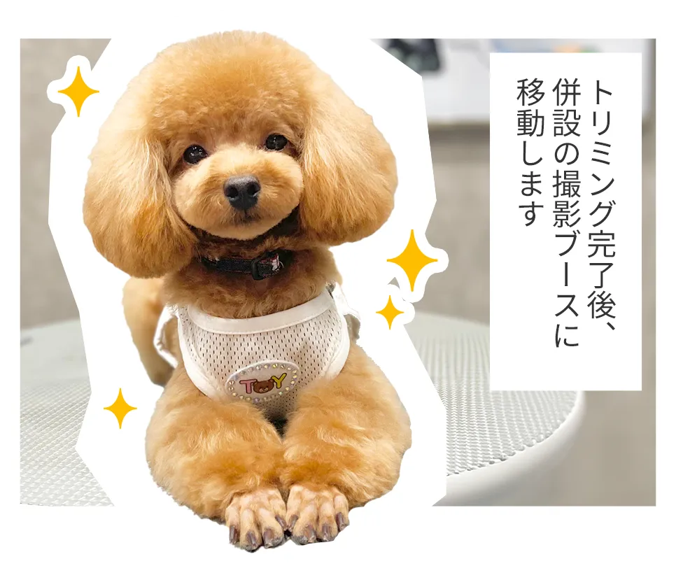 トリミング完了後、併設の撮影ブースに移動します