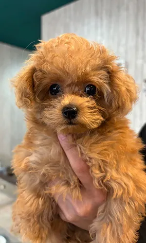 《O様/トイプードル》