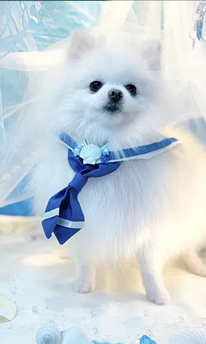 《N様/ポメラニアン》