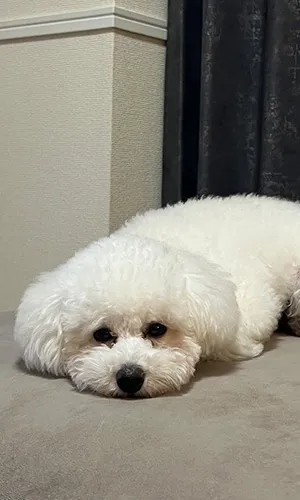 《N様/ビションプー》