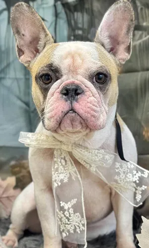 《S様/フレンチブルドッグ》